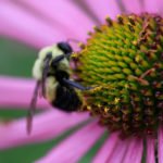 photo of a bumble bee on a coneflower with legs covered in pollen