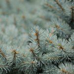photo of Colorado blue spruce needles up close