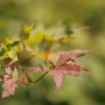 photo of a Green and Red Maple Leaf