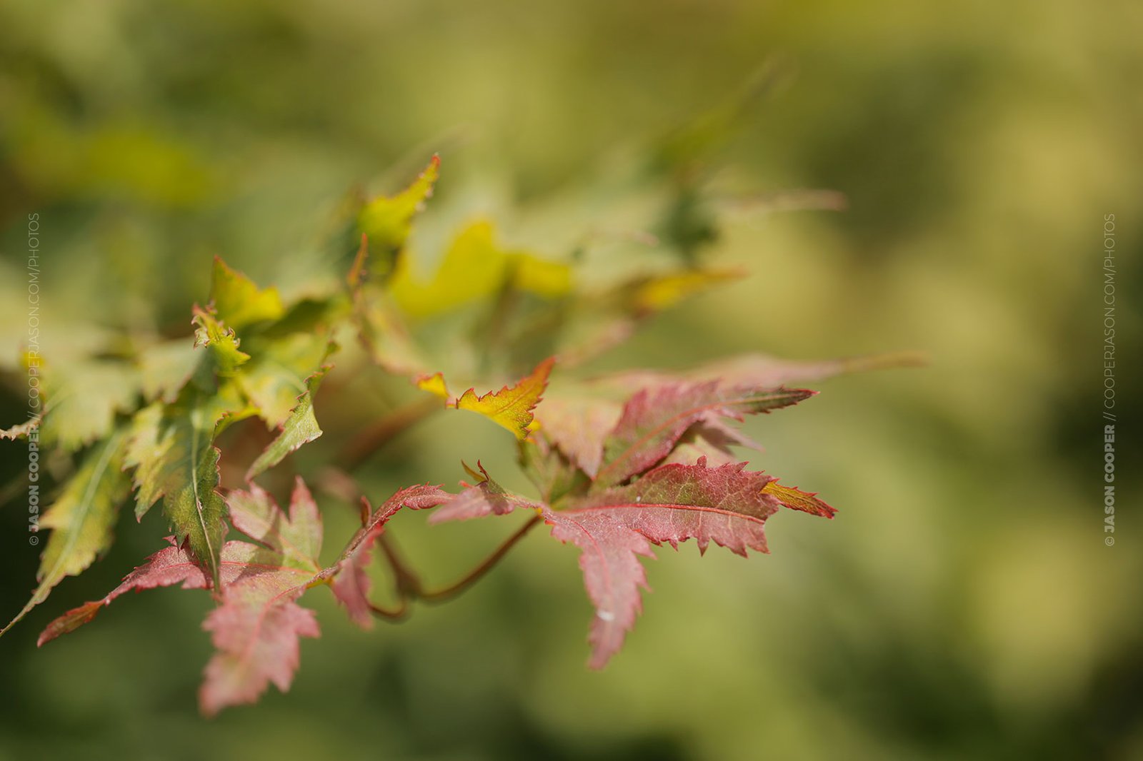 photo of a Green and Red Maple Leaf