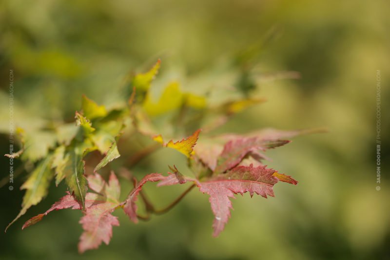 photo of a green and red maple leaf