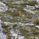 photo of rainbow trout in a hatchery pond
