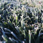 up close photo of frost on grass
