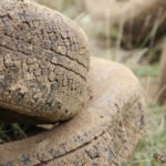 photo of dirty old tires in a field