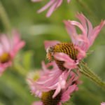 photo of a bee on a purple coneflower