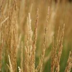 close up photo of the heads of Karl Foerster grasses