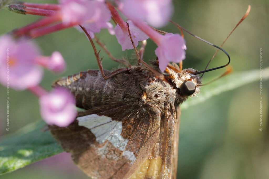 moth on a pink flower in nebraska