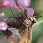 moth on a pink flower in nebraska